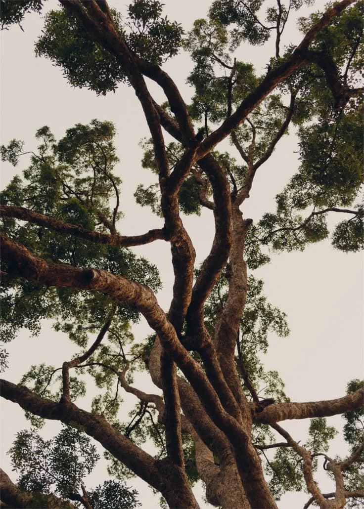 Sunlight through a canopy of tall trees, seen from below
