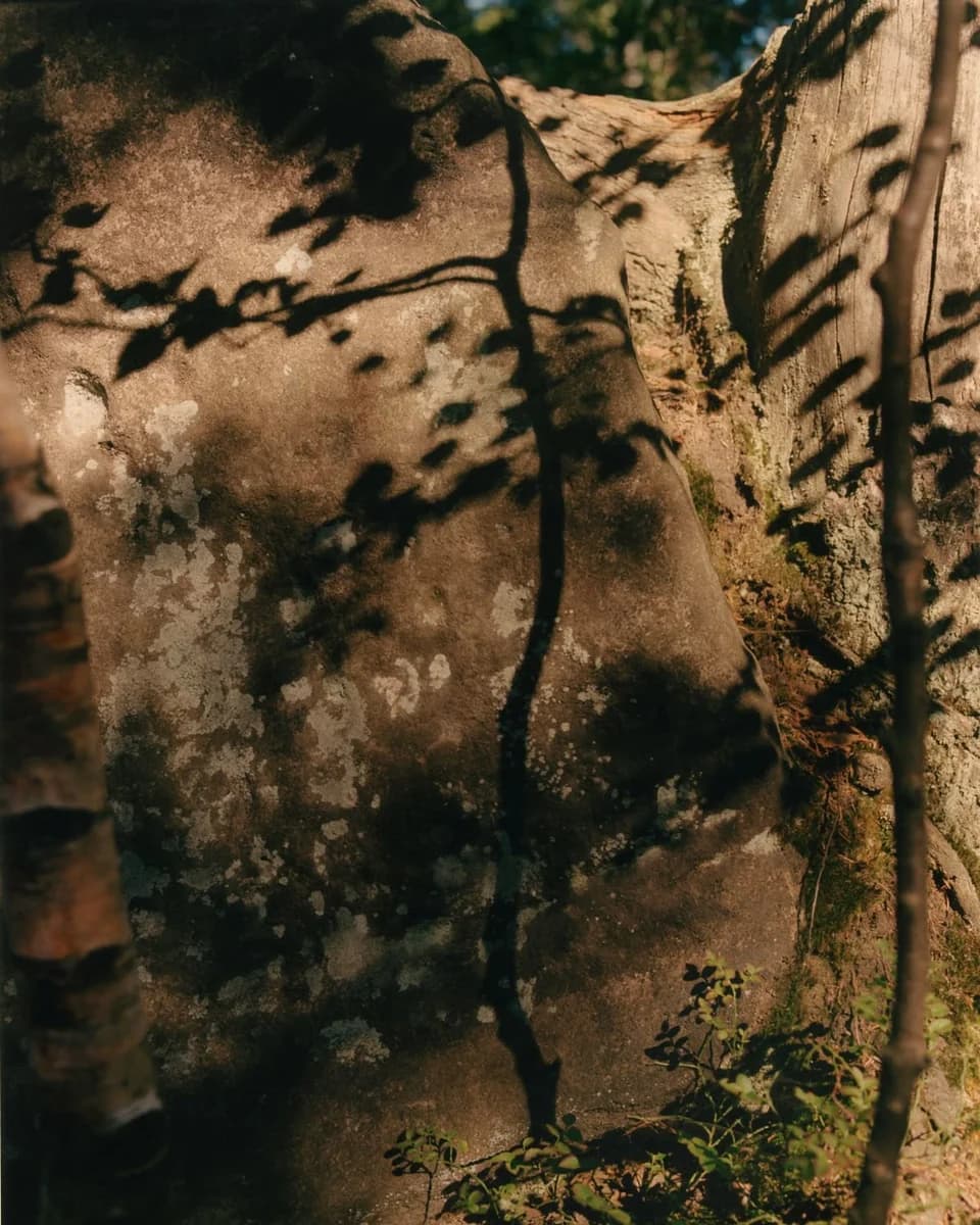 A mossy tree trunk in dappled forest light