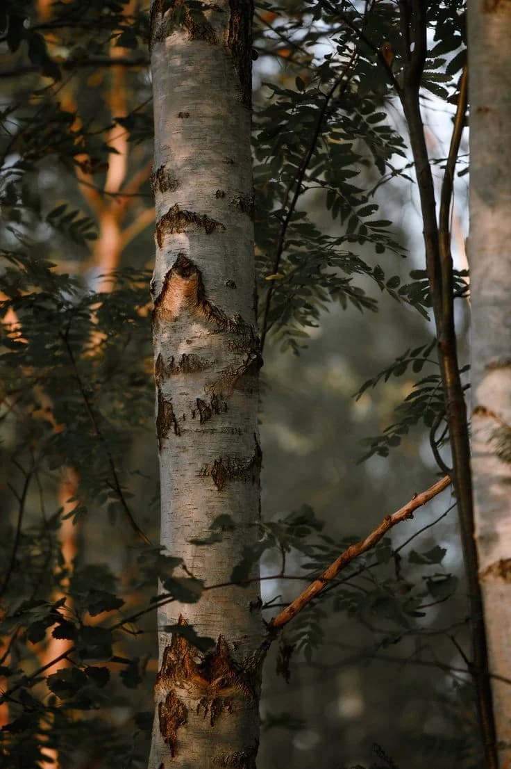 Birch trunks in a wood at golden hour